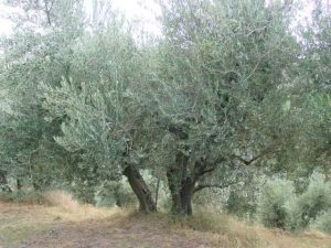 Brisighella - Azienda Agricola Peneto