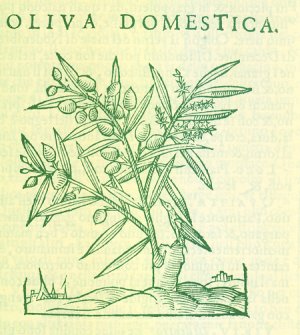 Gli Olivi Nella Collina Di Bologna Olivisecolari
