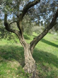 Un vecchio olivo di Ronzano