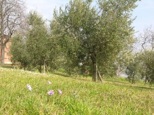 Giovane oliveto dell’Azienda Agricola Tizzano
