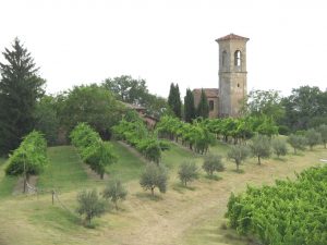 L'antica Parrocchiale di Tizzano affiancata da un vecchio vigneto a pergola e da un filare di giovani olivi