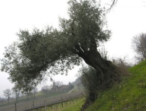 Olivo secolare dell’Azienda Agricola Tizzano