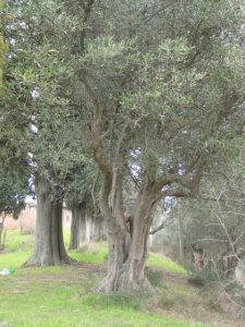 Bologna - Sasso Marconi - (Fondazione Augusta Pini e Ospizi Marini ONLUS)