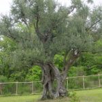 Bologna - San Lazzaro di Savena - (Azienda Agricola Coralupi)