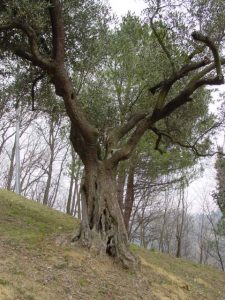 Bologna - Sasso Marconi (Masetti)