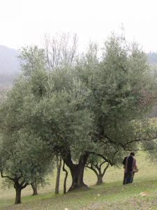 Bologna - Sasso Marconi (Masetti)