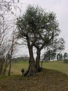 Bologna - Sasso Marconi (Masetti)