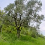 Bologna - Monte Calvo di Pianoro (Zagatti)