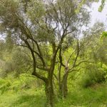 Bologna - Monte Calvo di Pianoro (Zagatti)