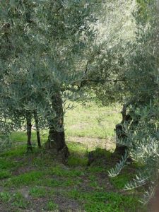 Brisighella - Azienda Agricola Tedioli Luigi 