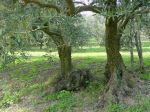 Brisighella - Azienda Agricola Tedioli Luigi 