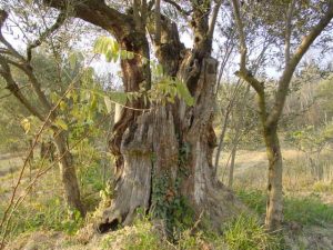 Casola Valsenio - Azienda Agricola Linguerri Giorgio 