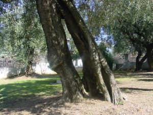 Verucchio - Azienda Agricola Sapigni Giovanni 