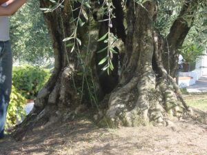 Verucchio - Azienda Agricola Sapigni Giovanni