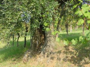 Covignano - Azienda Agricola Fabbri Maria Luigia 