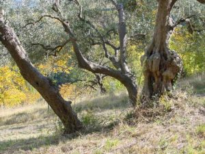 Modigliana (San Martino in Monte) - Azienda Agricola Gamberi Ezio 