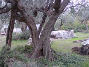 Montiano - Azienda Agricola Persano Sandro