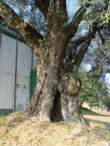 Coriano - Azienda Agricola Belluoccio Armando