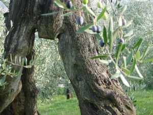 San Giovanni in Marignano - Azienda Agricola Lorenzi Norma