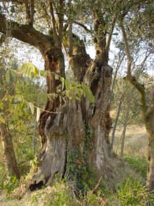 Casola Valsenio - Azienda Agricola Linguerri Giorgio 