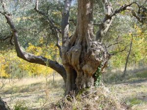 Modigliana (San Martino in Monte) - Azienda Agricola Gamberi Ezio 