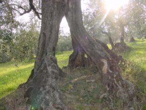 San Giovanni in Marignano - Azienda Agricola Lorenzi Norma