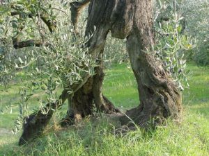 San Giovanni in Marignano - Azienda Agricola Lorenzi Norma