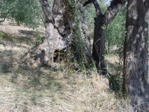 Modigliana (San Martino in Monte) - Azienda Agricola Gamberi Ezio 