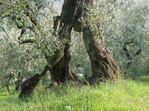 San Giovanni in Marignano - Azienda Agricola Lorenzi Norma