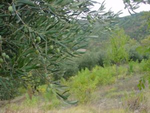 Brisighella - Azienda Agricola Peneto