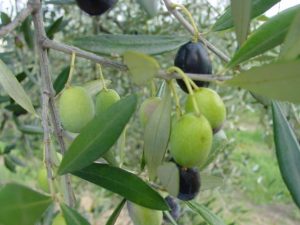 San Clemente - Azienda Agricola Binotti Giuseppe