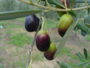 San Clemente - Azienda Agricola Binotti Giuseppe