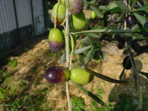 Coriano - Azienda Agricola Belluoccio Armando