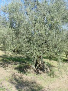 Brisighella - Azienda Agricola Agripan 