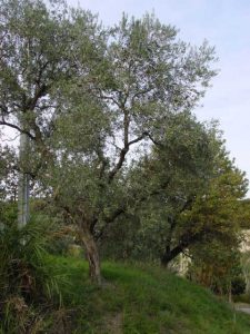 Brisighella - Azienda Agricola Spada Luigi 