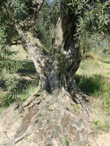 Brisighella - Azienda Agricola Agripan