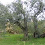 Cesena - Azienda Agricola Baiardi Giuseppe