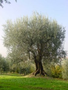 Longiano - Azienda Agricola Baldazzi Denis