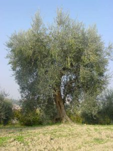 Longiano - Azienda Agricola Baldazzi Denis 