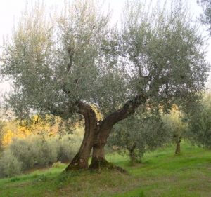 Roncofreddo - Azienda Agricola Baldiserri Davide