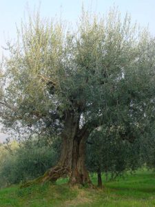 Roncofreddo - Azienda Agricola Baldiserri Davide