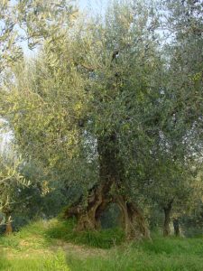 Roncofreddo - Azienda Agricola Baldiserri Davide 