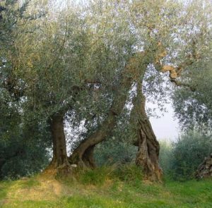 Roncofreddo - Azienda Agricola Baldiserri Davide