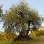 Roncofreddo - Azienda Agricola Baldiserri Davide
