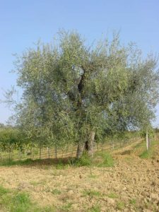 Longiano - Azienda Agricola Brigliadori Pietro