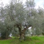 Borghi - Azienda Agricola Brigliadori Peppino