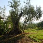 Castrocaro Terme e Terra del Sole - Azienda Agricola Ca' Bianca