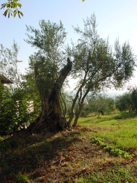 Castrocaro Terme e Terra del Sole - Azienda Agricola Ca' Bianca