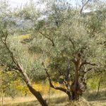 Modigliana (San Martino in Monte) - Azienda Agricola Gamberi Ezio