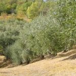 Modigliana (San Martino in Monte) - Azienda Agricola Gamberi Ezio